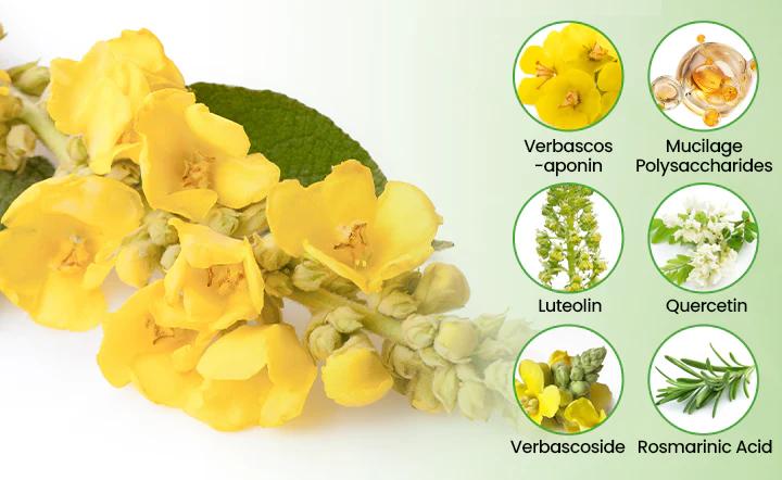 💓✅UK Owned and Operated|CareBreeze® Botanical Mullein Lung Cleanse Diffuser (💝 Cough, wheezing, shortness of breath, sputum, stuffy nose, bronchitis, bronchitis, allergy symptoms, lung discomfort💝)